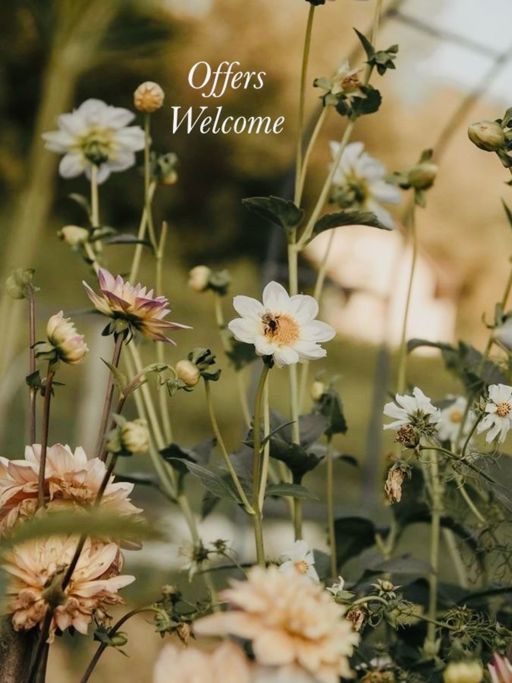 💫 OFFERS WELCOME 💫